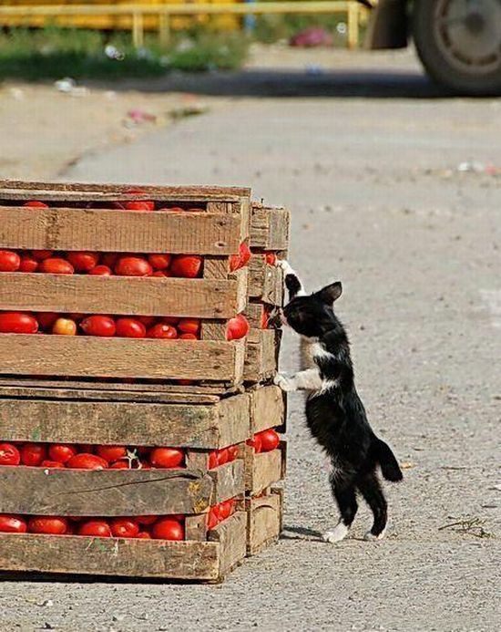 Коты и Кошки