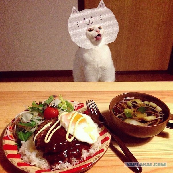 Коты и Кошки