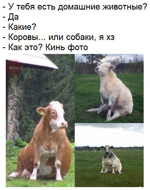 Подборка забавных животных