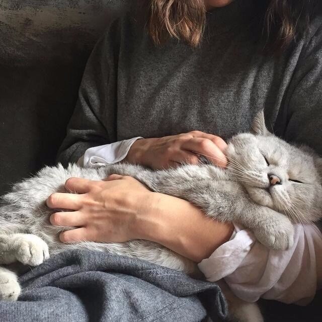 Коты и Кошки