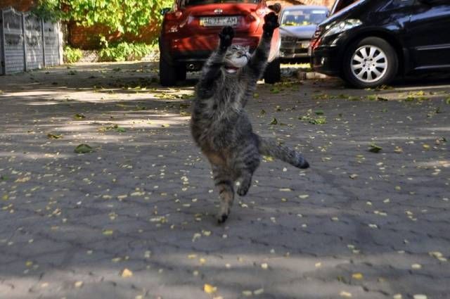 Коты и Кошки
