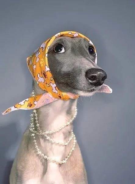 Живность из сети