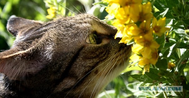 Ура, котовторник! (01.07.2008)