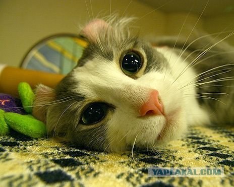Котовторник с корниш-рексами (12 фот)