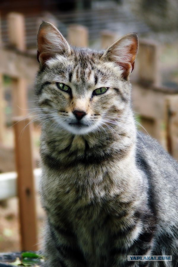 Котовторник (13.01)
