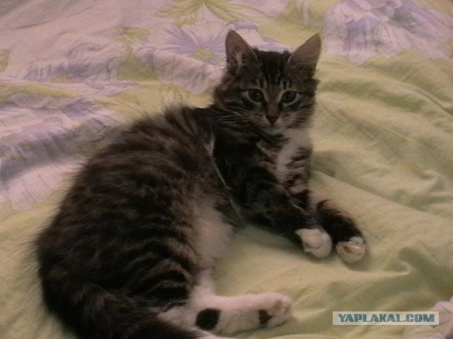 Кот Кузя