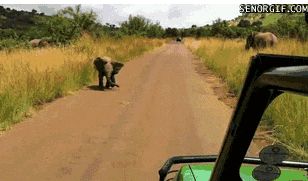 А ну не пугай слоненка!