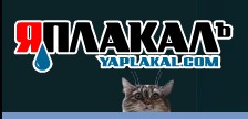 Котовторник!