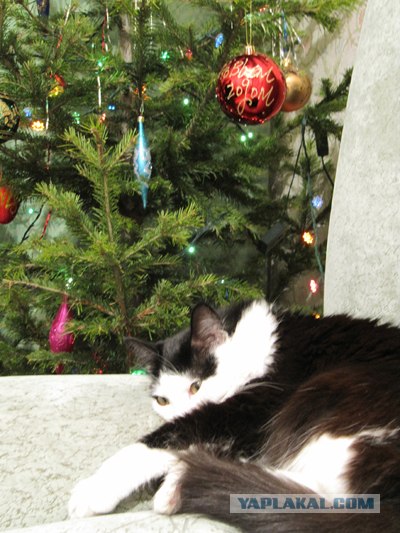 Котовторник 27.12.11