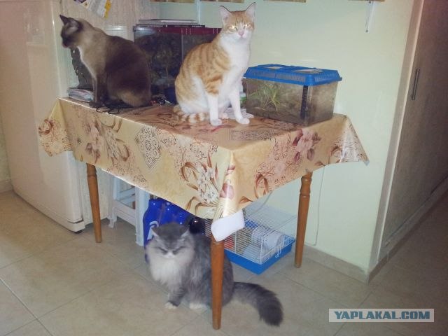 Котовторник (10.01.2012)