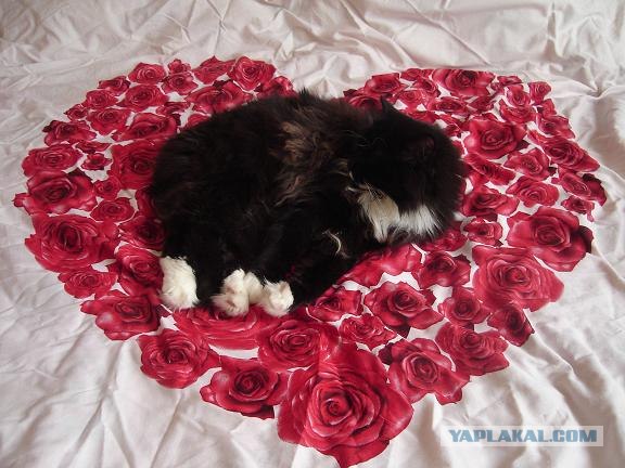 Котовторник! 13.03.2012