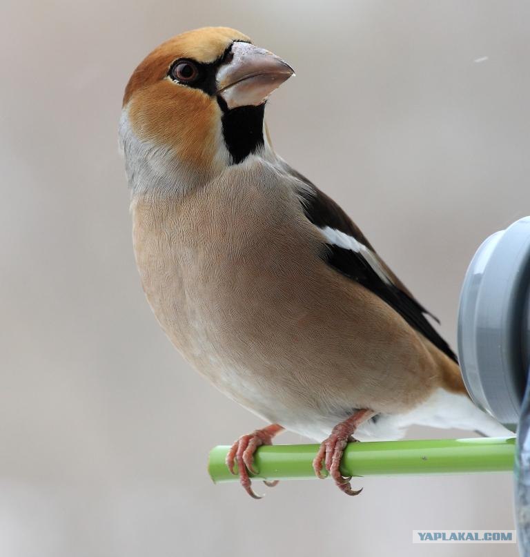 Воробей с белым клювом. (семейство воробьиных). Коричневая птица. Домовые воробьи. Воробей птица самка.