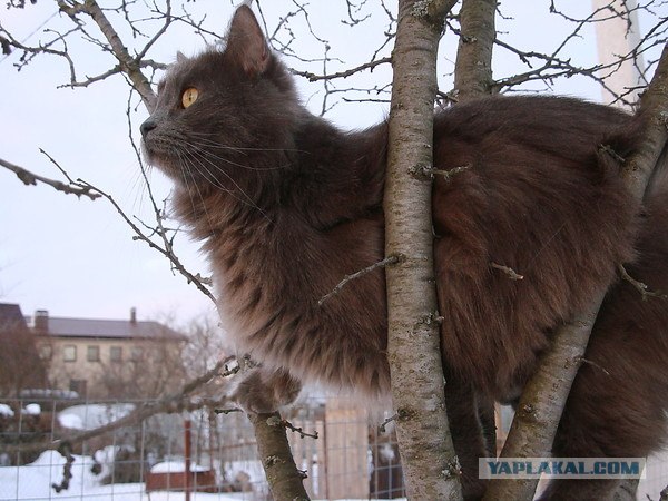 Котовторник 10.04.2012