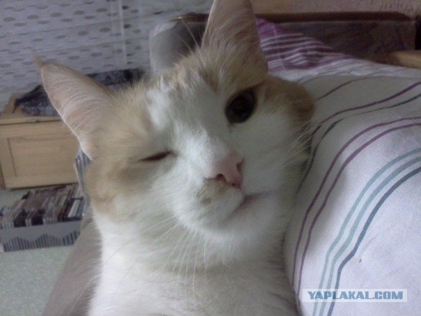 Котовторник 22.05.2012