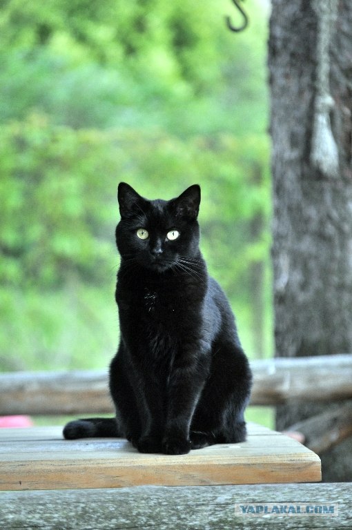 Котовторник 10. 07. 2012