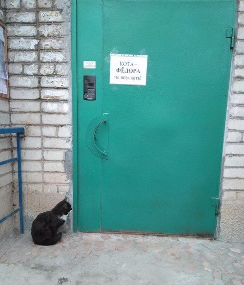 Забавные фото котеек