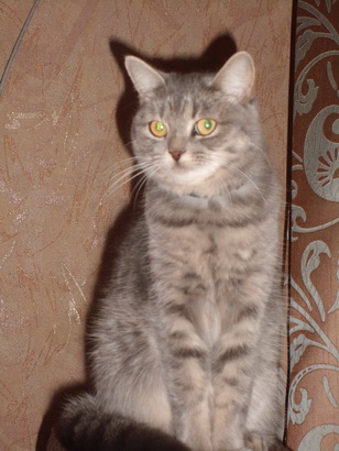 Кошак захватил клавиатуру? Решение проблемы найдено!
