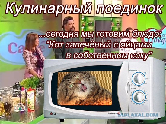Злой кот