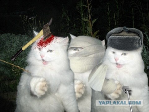 Отжабте моего кота