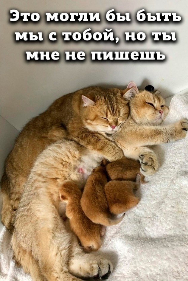 Весёлый полтишок 16.08
