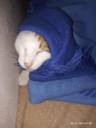 С Вами котейка разговаривает?