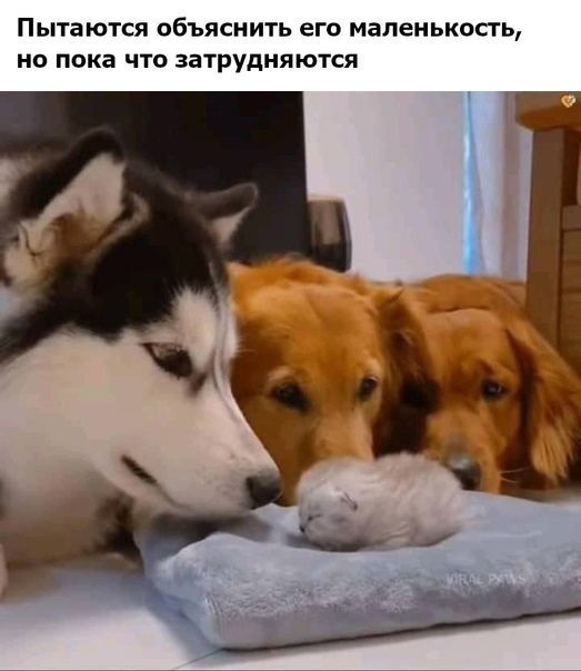 Картинки и мемы, выходные продолжаются