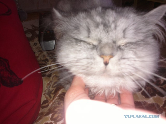 Котовторник 30.04.2013