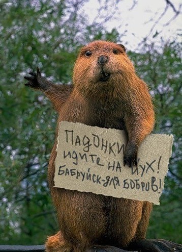 Бобруйская реклама шаввы