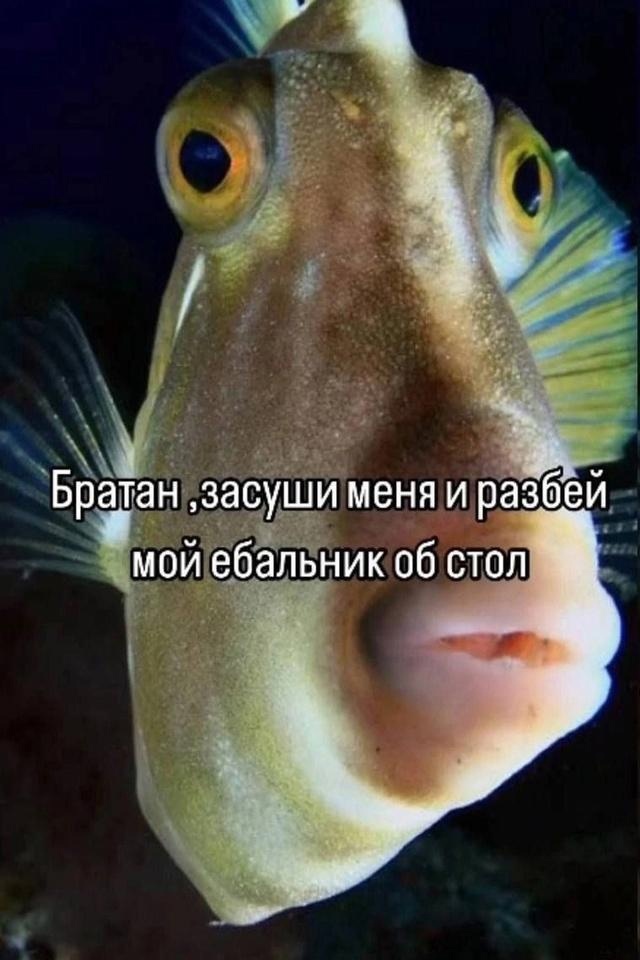 Юмор цвета "Вишнёвый тупняк"
