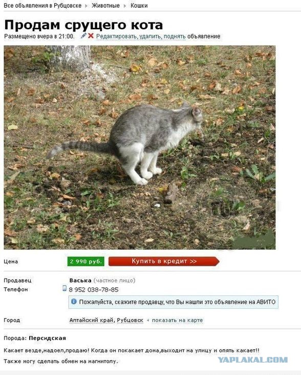 Кошатники ЯПа, помогите...