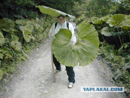 Укрытие от дождя в сосновом лесу