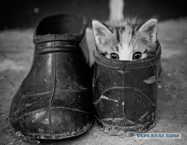 А где прячется ваш кот?