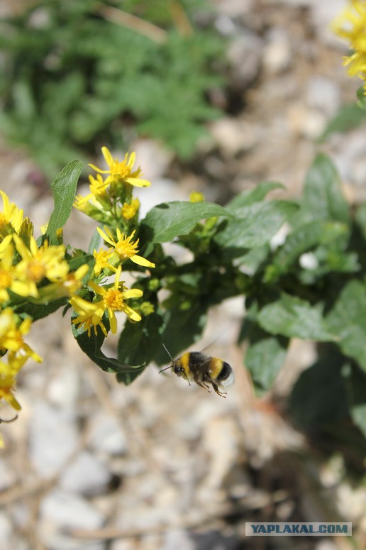 Дорога из Киева и из Москвы в Ялту.