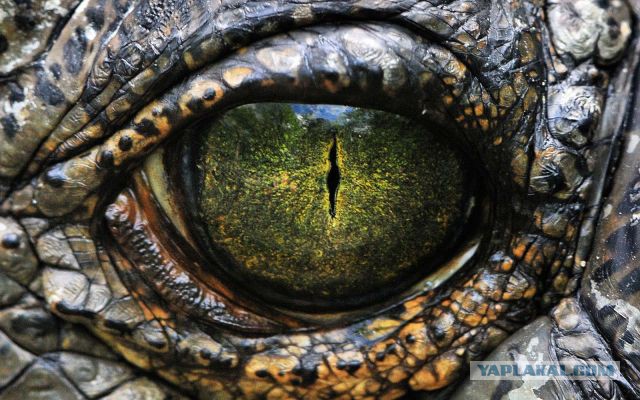 Крокодил: опасней и умнее, чем кажется