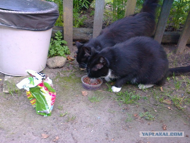 Котовторник 23.09.2014.