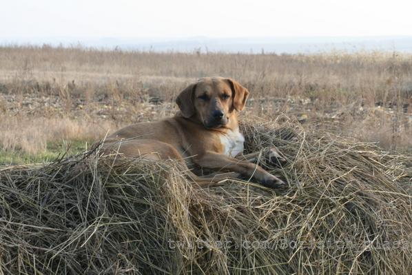 Никишино. Будни ополченцев