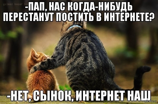 20 самых известных котов в интернете.