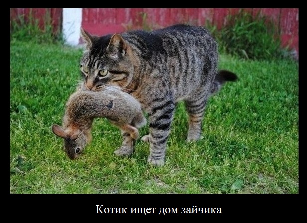 Веселые картинки