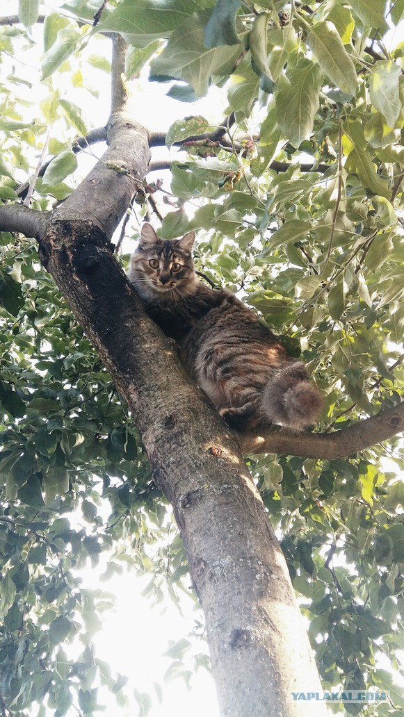 Древесный кот.