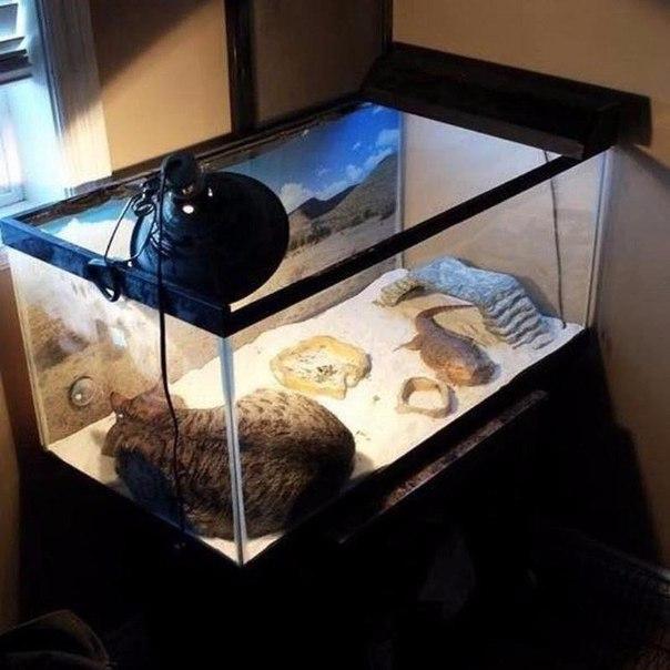 Котовторник наступил!:)