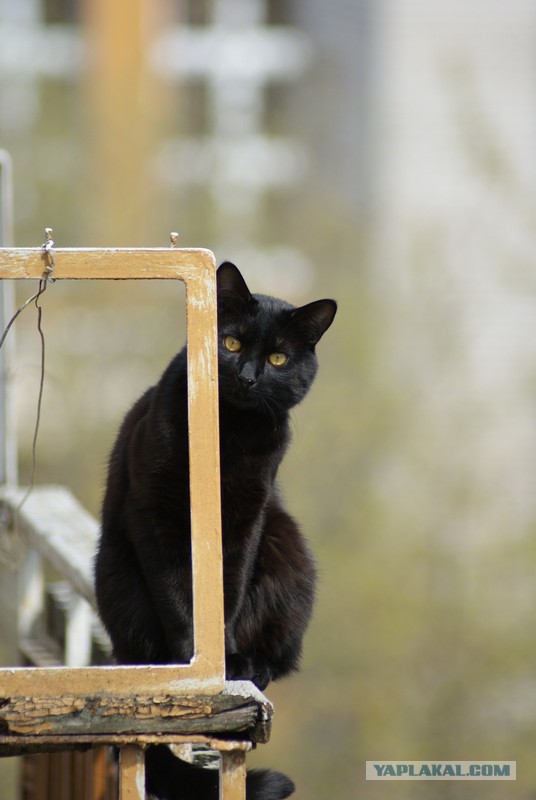 Вся суть котов