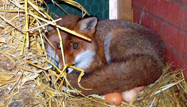 Взяла под крыло