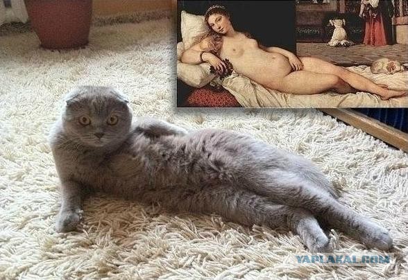 Котовторник 15.03