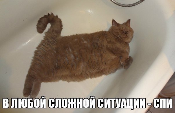 Мохнатые беспредельщики