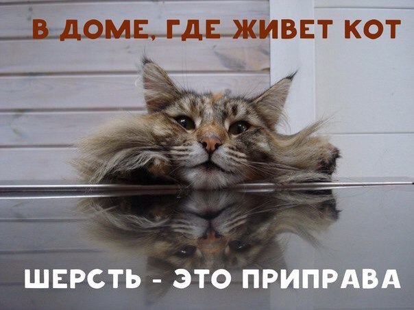 Мохнатые беспредельщики