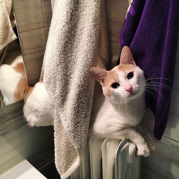 Прикольные животные