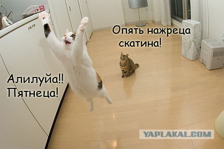 Вжууух! И снова пятница! Ура, товарищи!