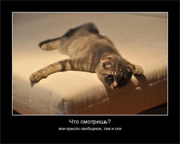 Коты из сети