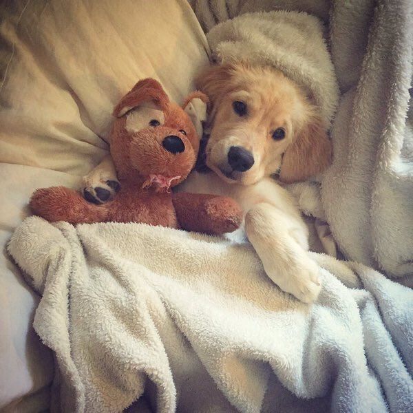 Самые смешные животные