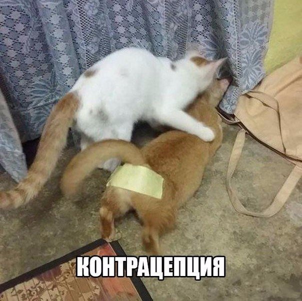 Дурацкие картинки